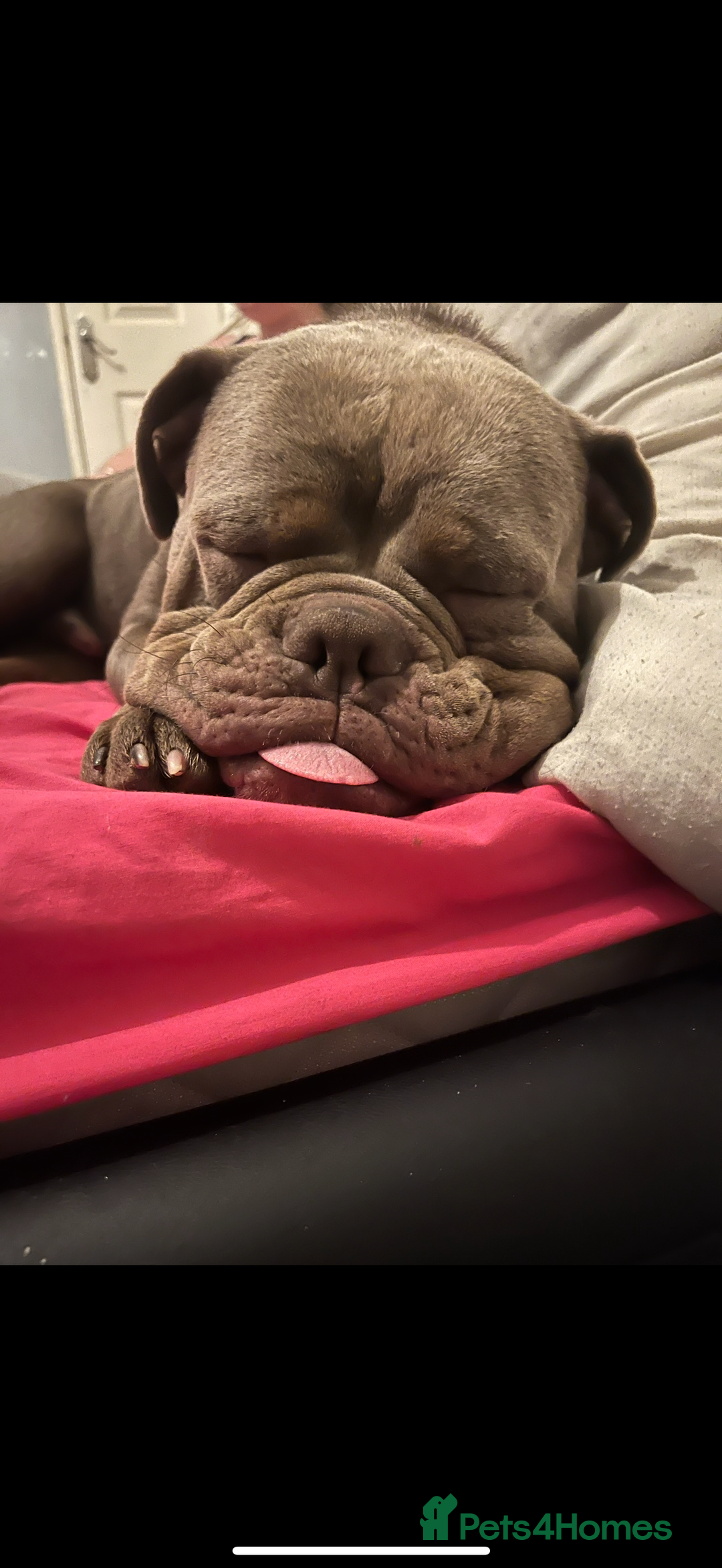 Dorset Olde Tyme Bulldogge dogs for stud: Rolo  - Image 5