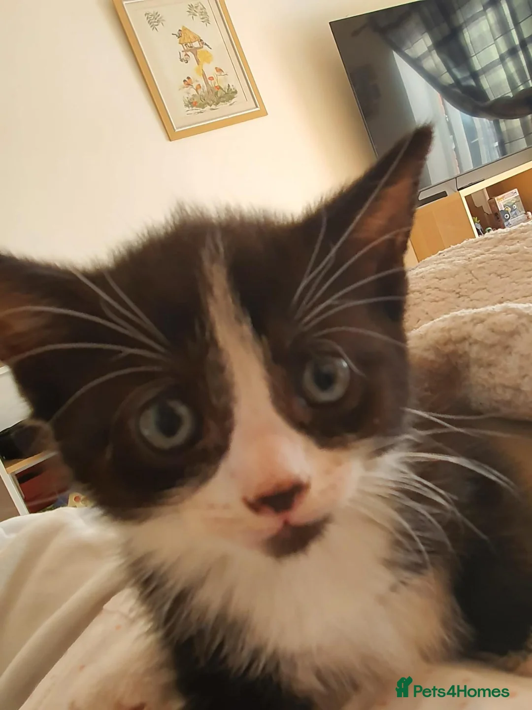 Mixed Breed cats for sale: Two Beautiful Female Kittens Looking for Homes 🐾 in Spalding - Advert 2