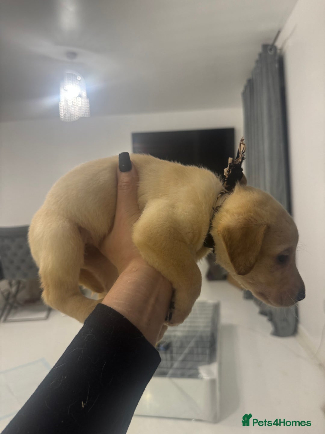Labrador Retriever dogs for sale: Full breed Labrador retriever puppy’s  - Image 21