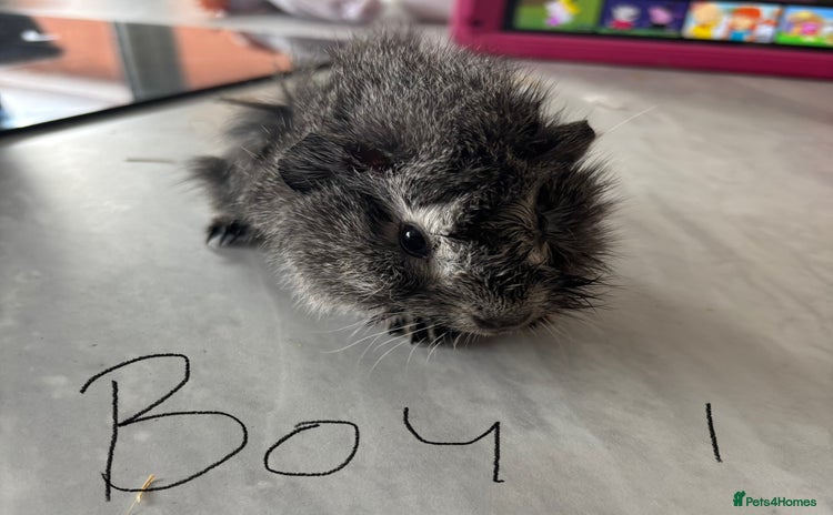 Guinea Pig rodents - Advert 2