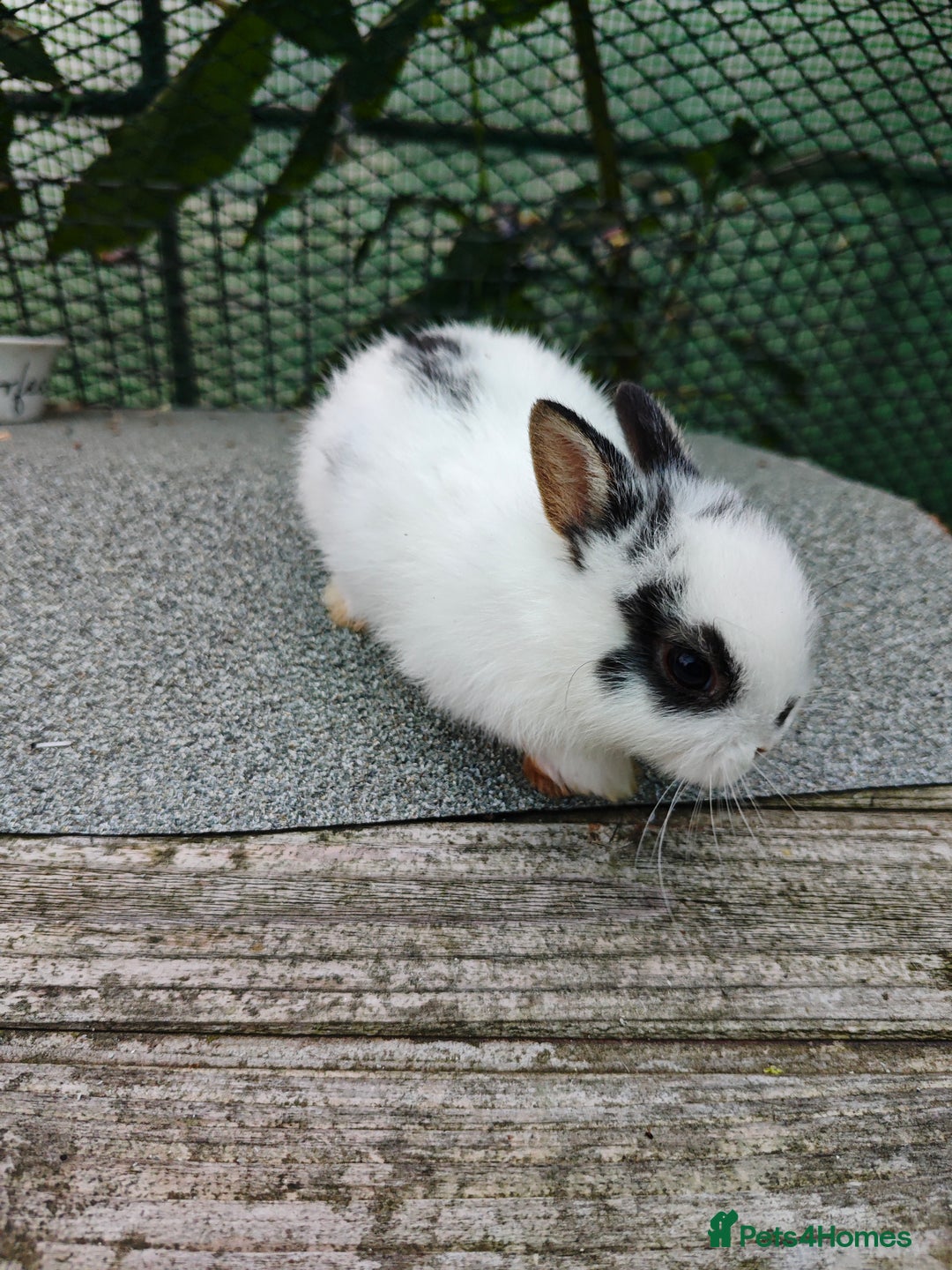 Netherland Dwarf rabbits for sale: Netherland dwarf  - Image 6