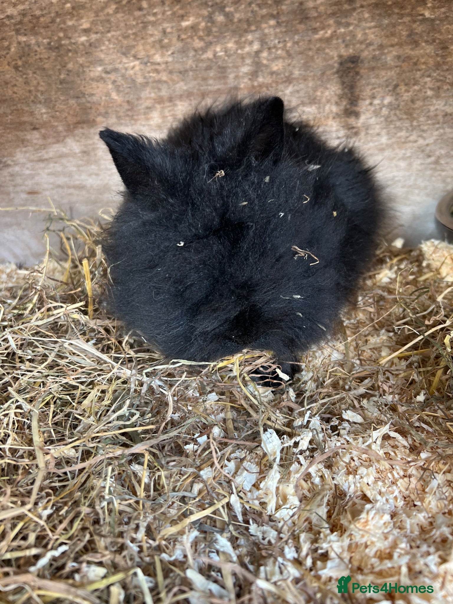 Lionhead rabbits Double maned Lionhead MALE  - Advert 3