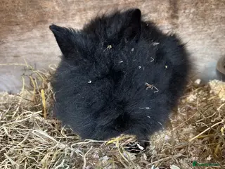 Lionhead rabbits Double maned Lionhead MALE - Advert 2