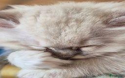 Ragdoll cats for sale: 4 Precious tica Ragdoll girls - Image 22