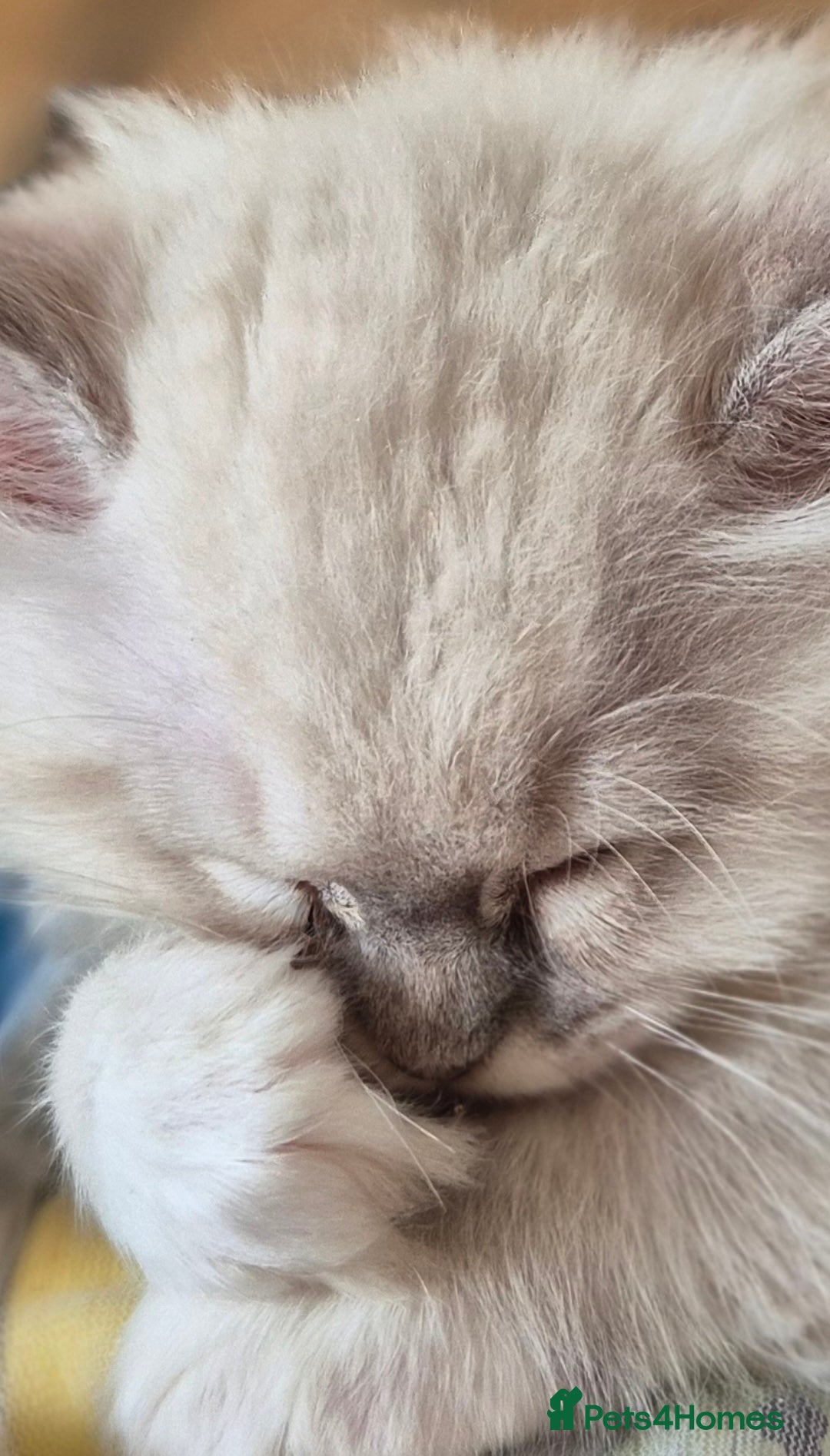 Ragdoll cats for sale: 4 Precious tica Ragdoll girls - Image 22