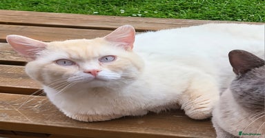 British Shorthair cats - Advert 8