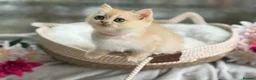British Shorthair cats for sale: 💛Premium golden chinchilla bsh kittens 💛 - Advert 25