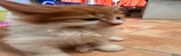 Mixed Breed cats for sale: 🐾 4 Male Kittens Looking for Loving Homes 🐾  - Advert 27
