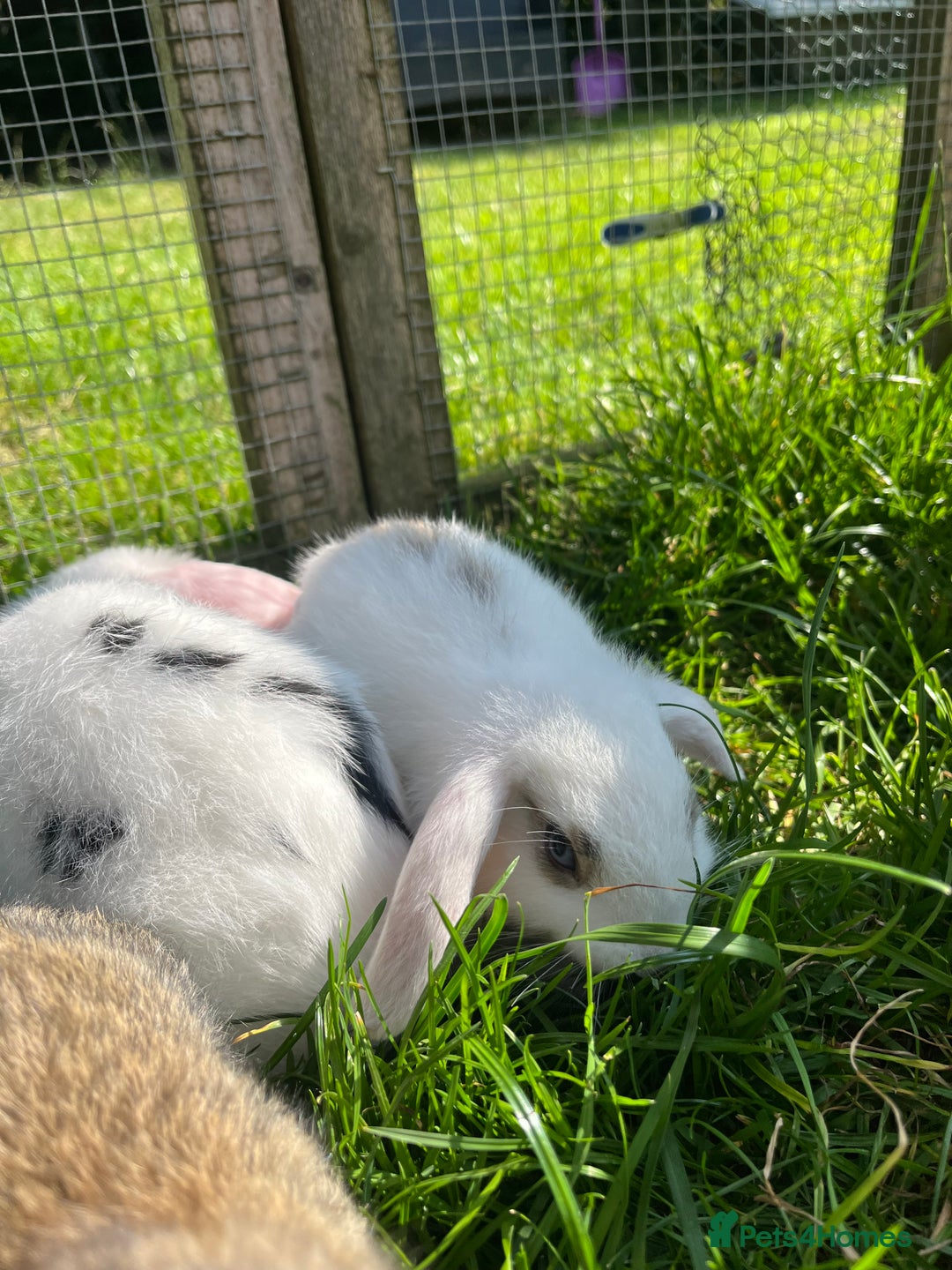 French Lop rabbits for sale: Beautiful Lop bunnies  - Image 7