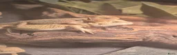 Bearded Dragon reptiles for sale: Healthy well started Baby Bearded Dragons  - Advert 5