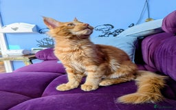 Maine Coon cats for sale: Beautiful Pedigree Maine Coon Kittens  - Image 15