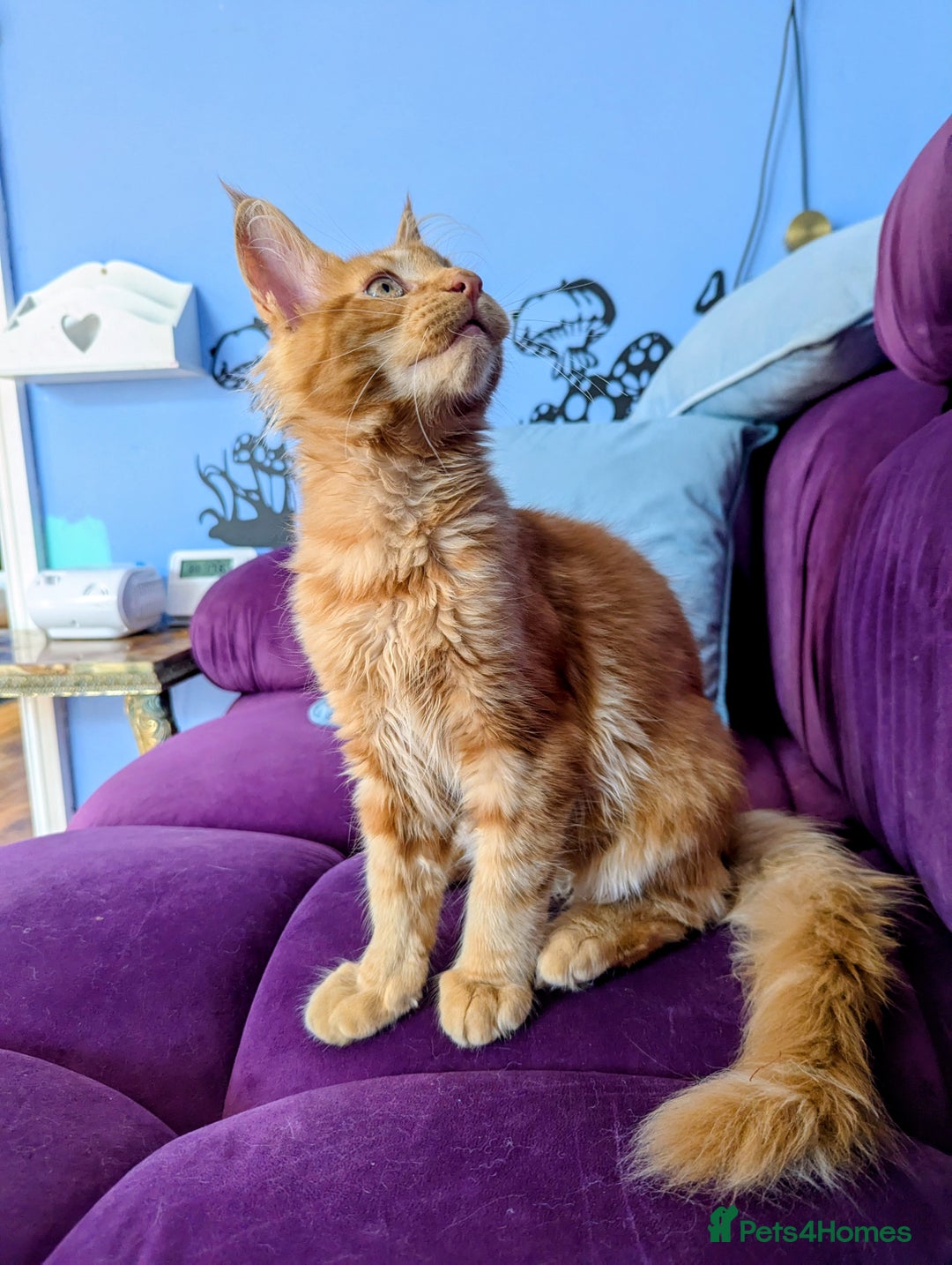 Maine Coon cats for sale: Beautiful Pedigree Maine Coon Kittens  - Image 15