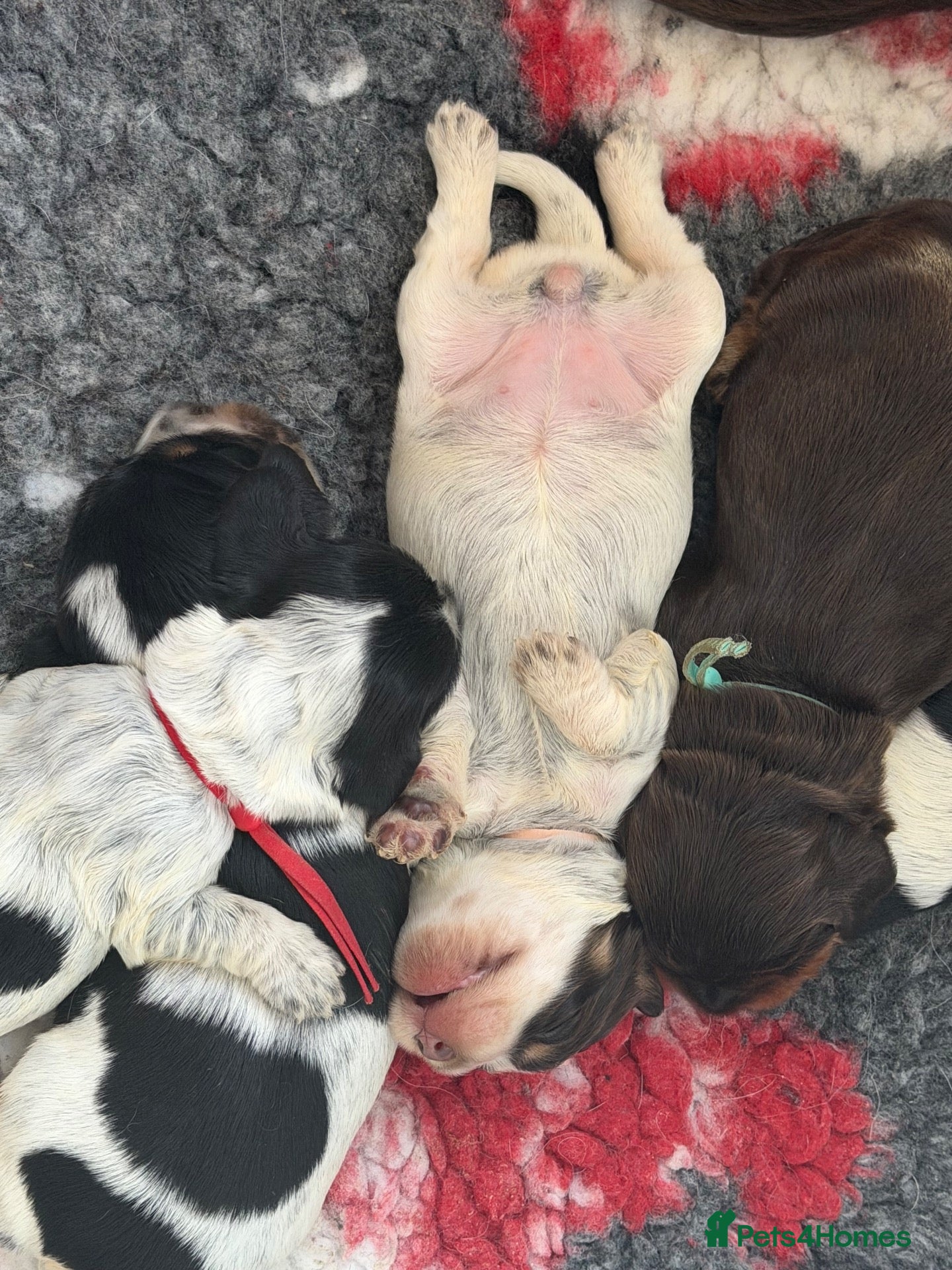 Cocker Spaniel dogs KC Registered English Cocker Spaniels  - Advert 2