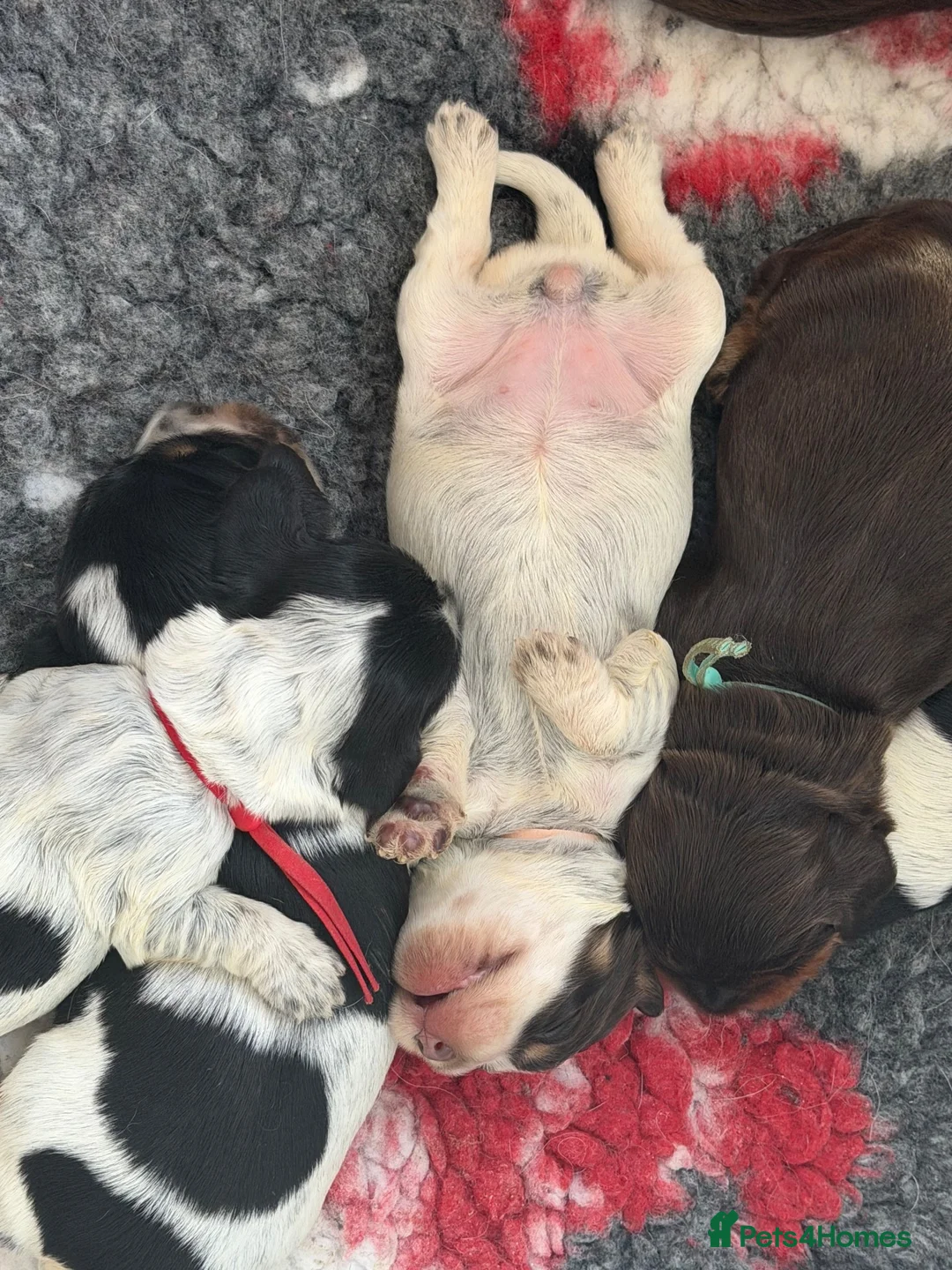 Cocker Spaniel dogs for sale: KC Registered English Cocker Spaniels  - Advert 2