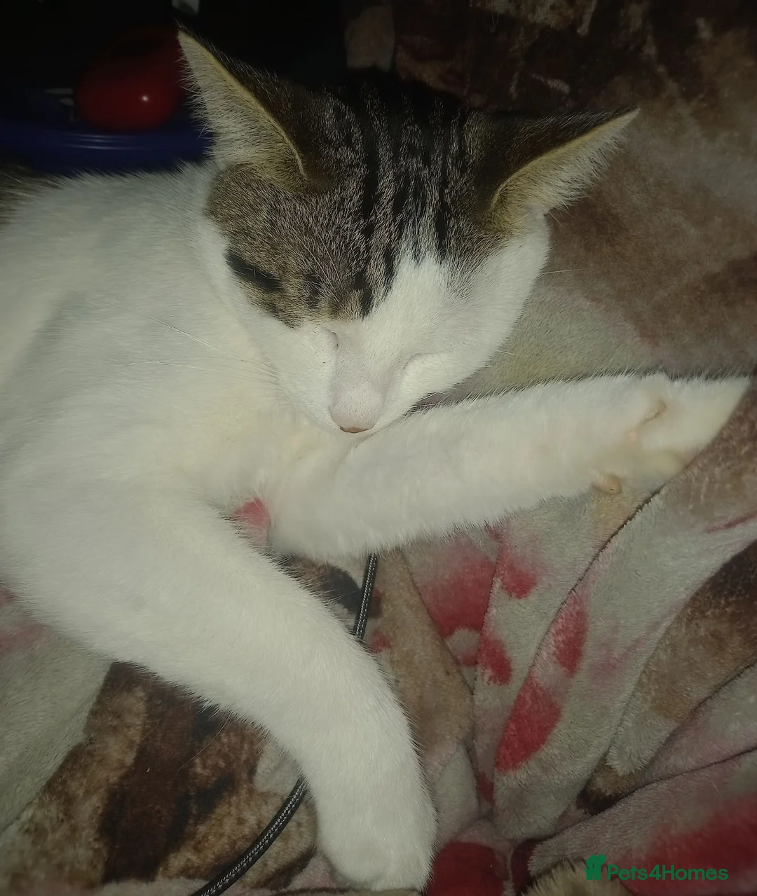 Mixed Breed cats for sale: Squeak in Doncaster - Advert 5