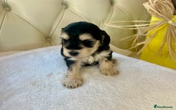 Cockapoo dogs for sale: 4⭐️Licensed F1b Cockapoos Exceptionally Bred - Image 13