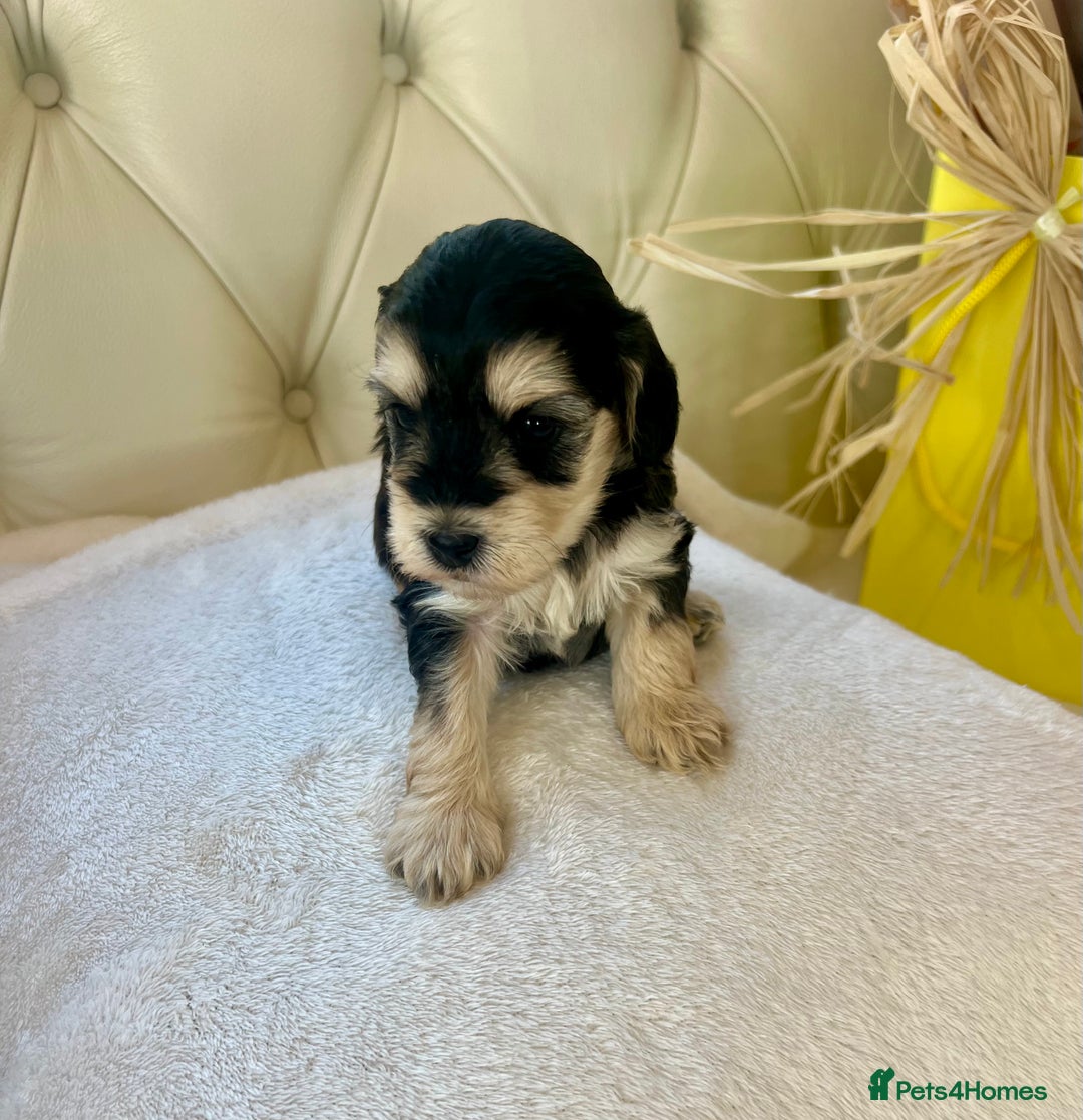 Cockapoo dogs for sale: 4⭐️Licensed F1b Cockapoos Exceptionally Bred - Image 13