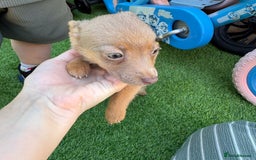 Jack Russell dogs for sale: Miniature Jack Russell puppies Ready to leave in Gillingham - Image 24