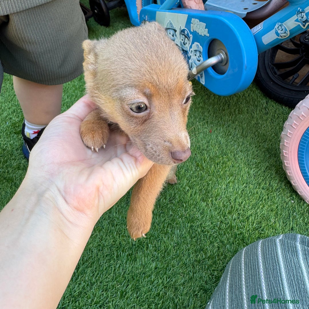 Jack Russell dogs for sale: Miniature Jack Russell puppies Ready to leave in Gillingham - Image 24