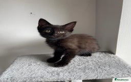 Mixed Breed cats for sale: 5 Half-Ragdoll kittens ❤️ - Image 15