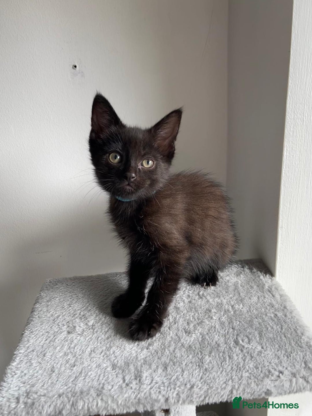 Mixed Breed cats for sale: 5 Half-Ragdoll kittens ❤️ - Image 15
