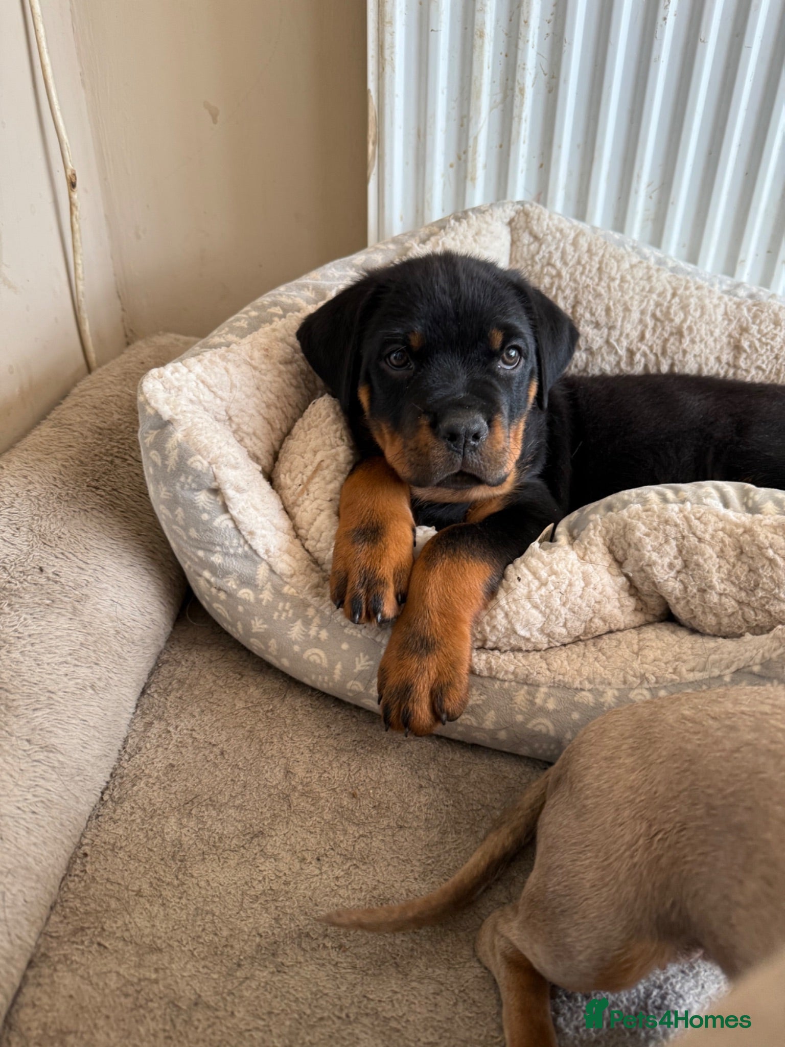Rottweiler dogs 5 KC Registered Chunky Rottweiler girls READY NOW - Advert 3
