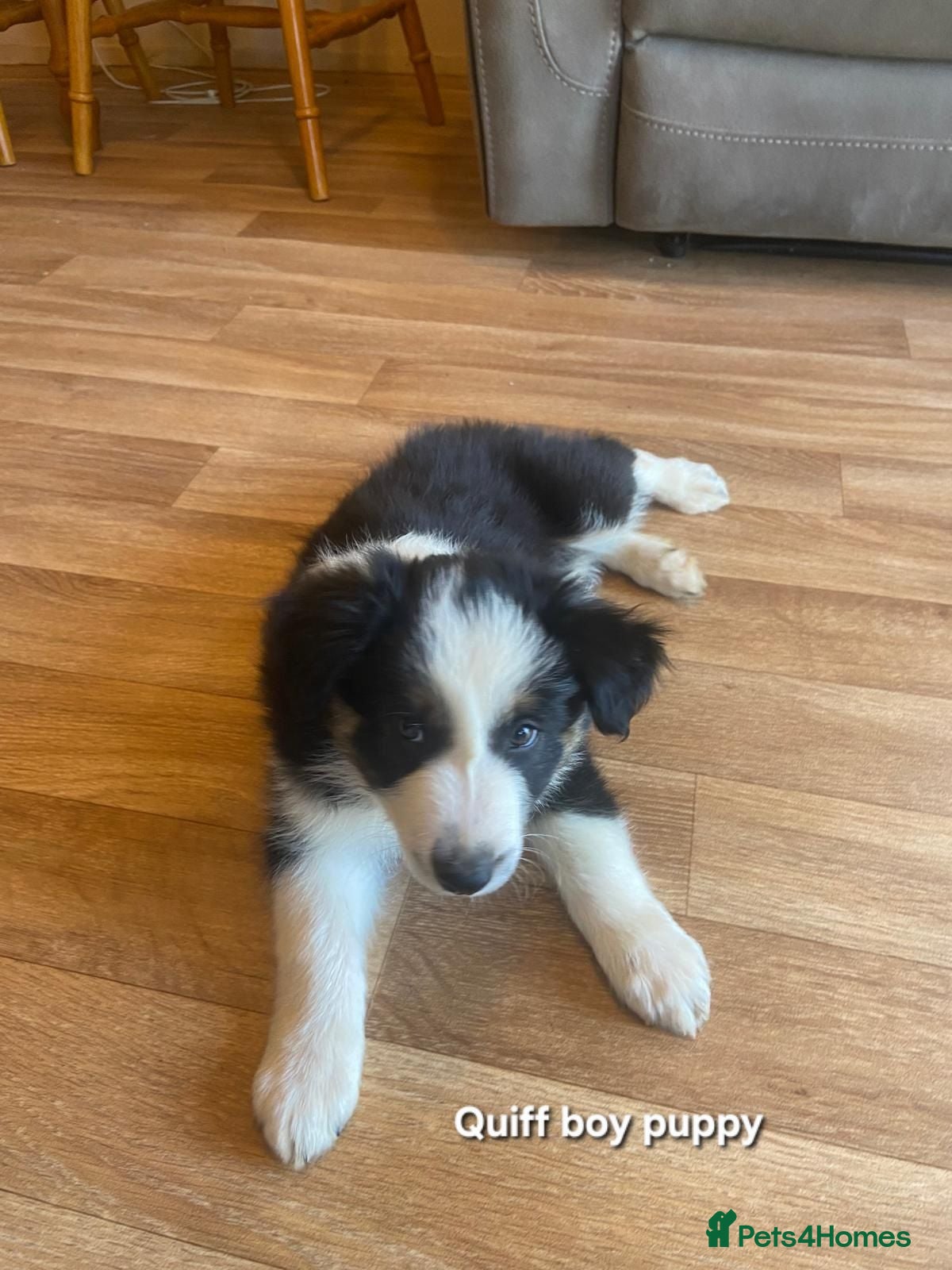 Border Collie dogs Border Collie Boy Puppies Ready Now. - Advert 2