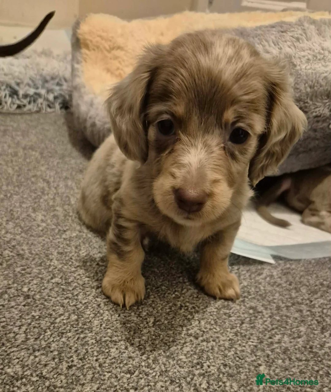 Miniature Dachshund dogs for sale: KC Dachshund puppies  - Advert 6