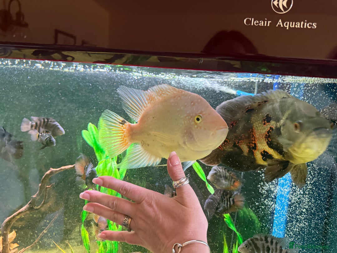 Cichlids fish for sale: Beautiful Oscar & Red Terror Cichlids 8-9inches - Image 6