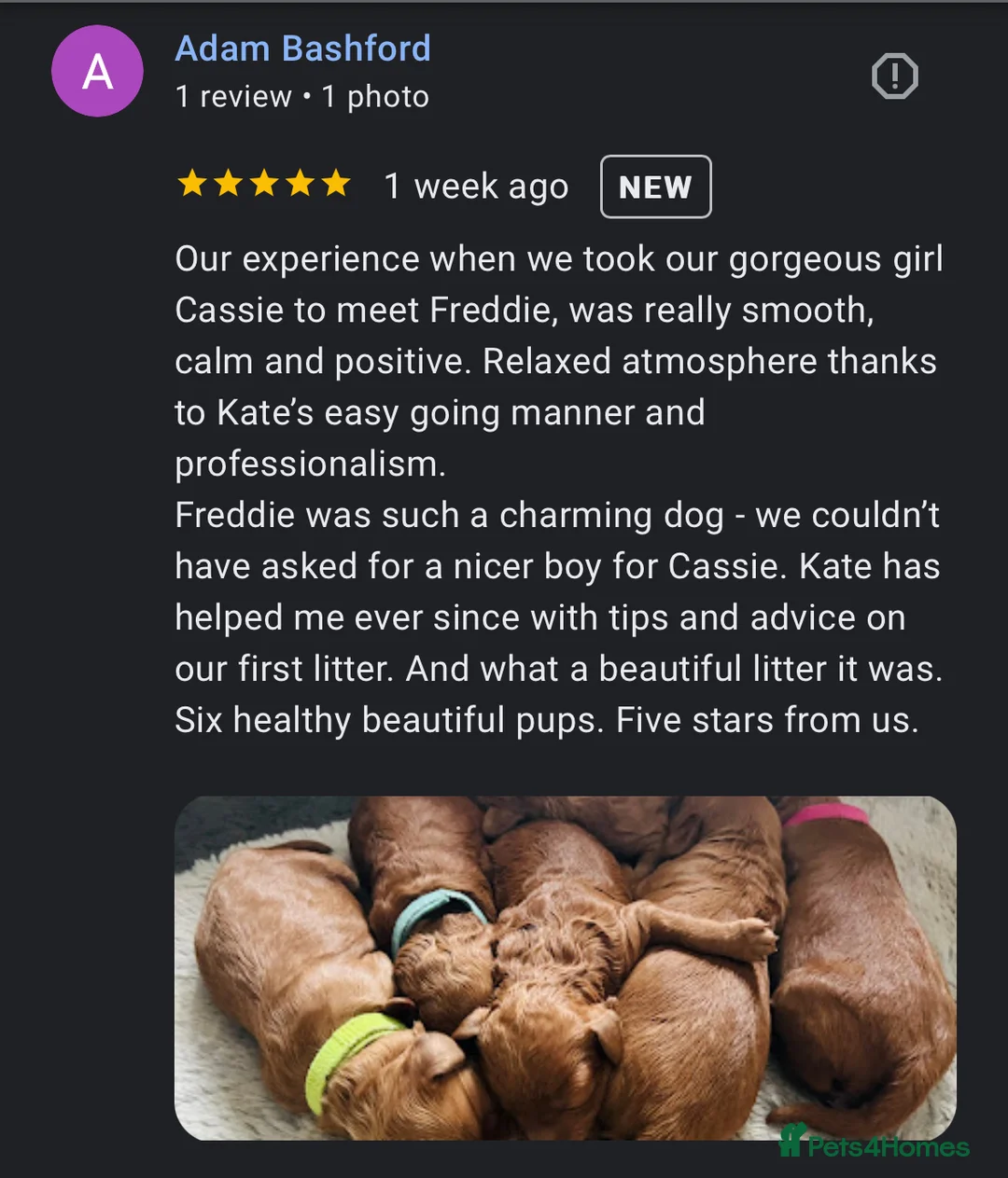 Miniature Poodle dogs for stud: Deep red KC reg miniature poodle stud in Tonbridge - Advert 9