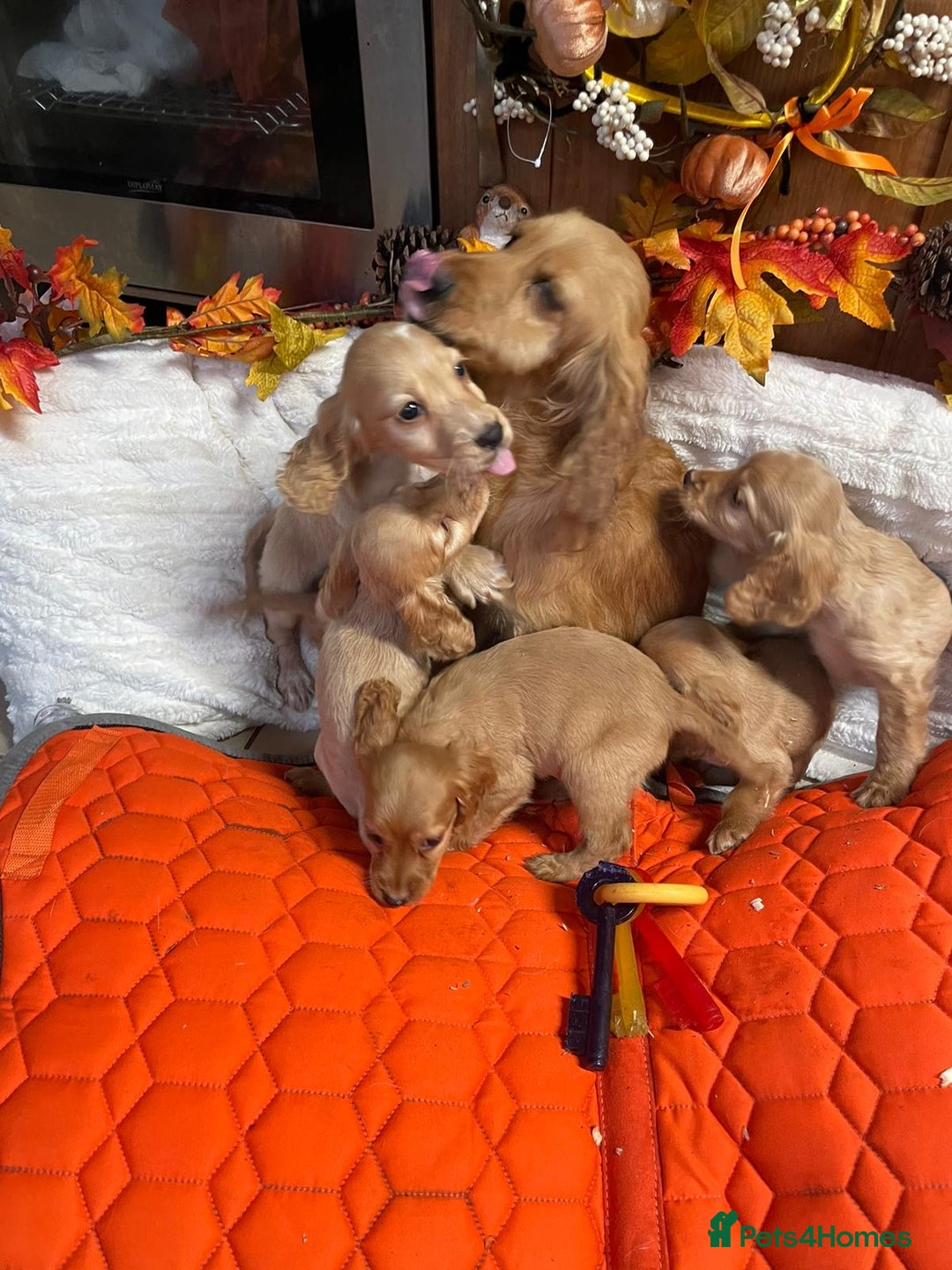 Cocker Spaniel dogs for sale: Stunning red cocker spaniel pups - Image 2