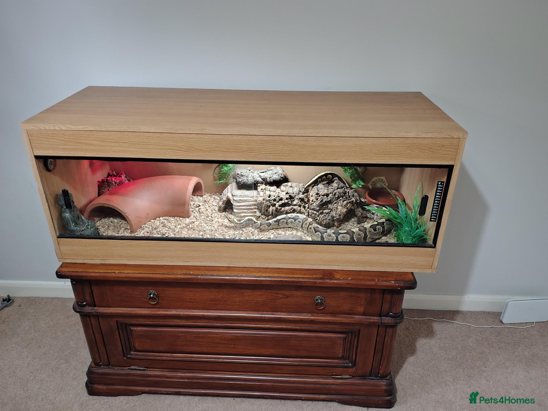 Python Snake reptiles Royal Python with full Viv set up - Advert 8