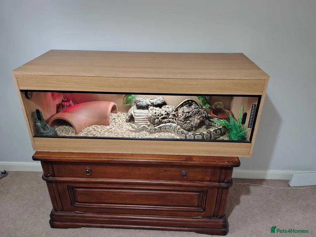 Python Snake reptiles for sale: Royal Python with full Viv set up - Advert 1