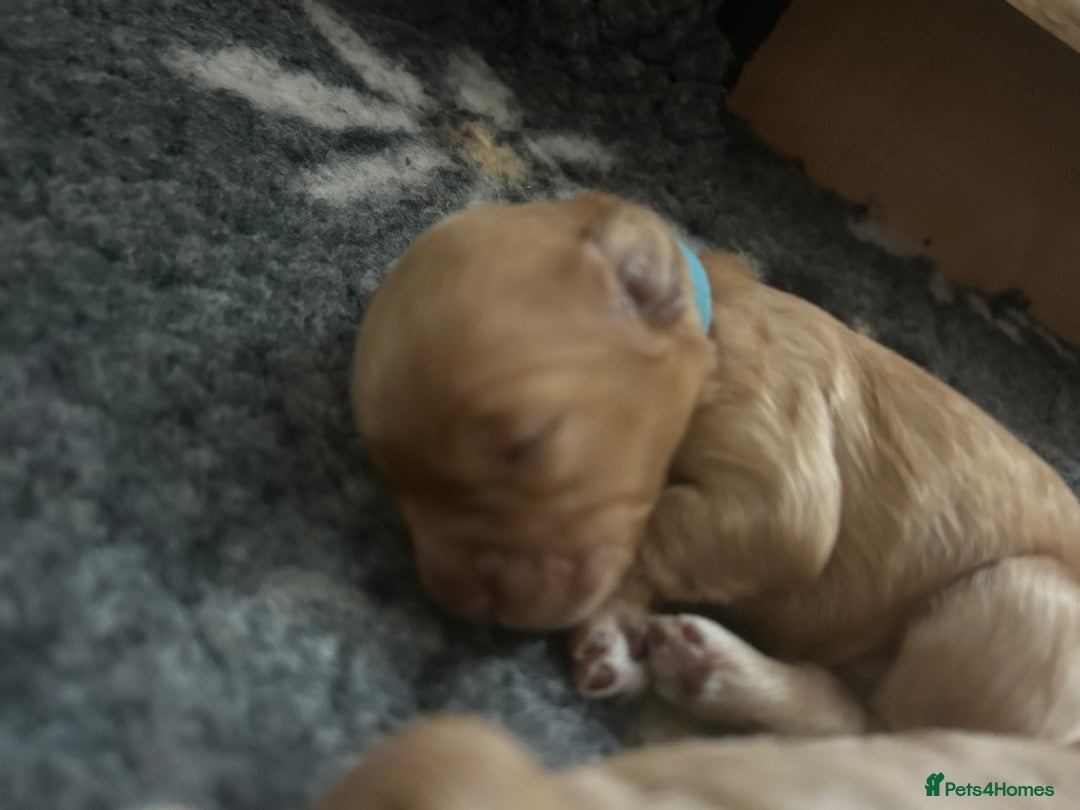 Cockapoo dogs for sale: Beautiful F2 Cockapoo Puppies  - Image 16