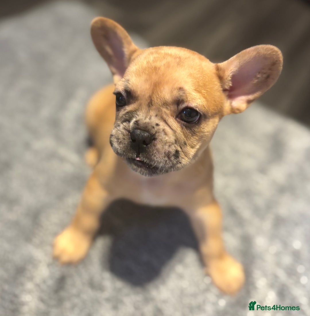 French Bulldog dogs for sale: LAST ONE REDUCED FRENCH BULLDOG 🐾 - Advert 12
