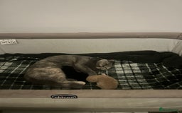 British Shorthair cats for sale: Black British Shorthair-Persian-cross - Image 8