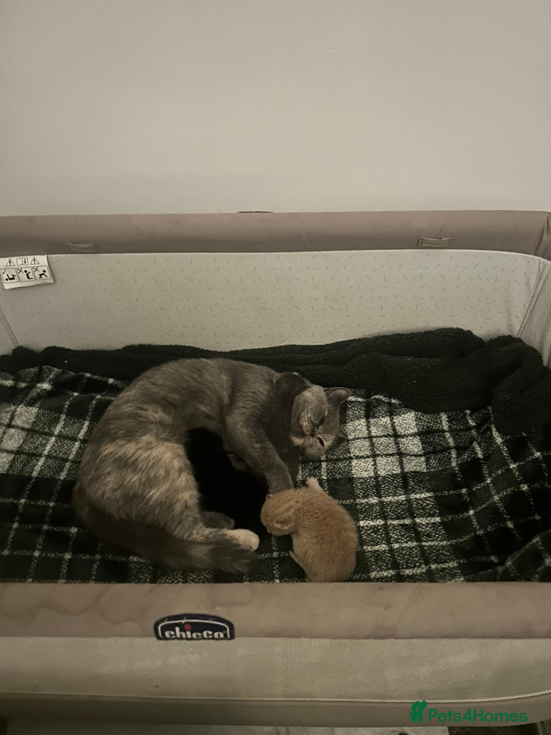British Shorthair cats for sale: Black British Shorthair-Persian-cross - Image 8