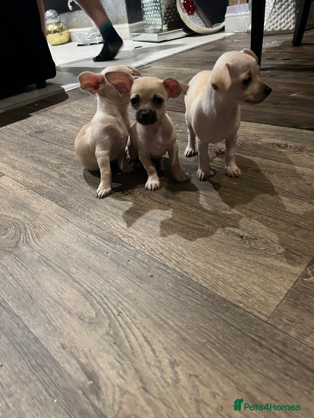 Chihuahua dogs for sale: Beautiful short hair chihuahua  - Advert 19