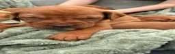 Hungarian Vizsla dogs for sale: 🐶Adorable KC Vizsla Puppies heart 💗🩵 in Machynlleth - Advert 4