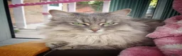 Siberian cats for sale: Stunning older Siberian cats for sale - Advert 5