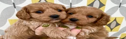 Cavapoo dogs for sale: F1 CAVAPOO PUPPIES  - Advert 3