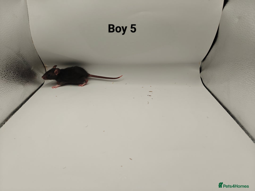 Rat rodents for sale: JAN: 27 Rats (21 Rats: 10 Boys & 11 Girls Left) - Advert 6