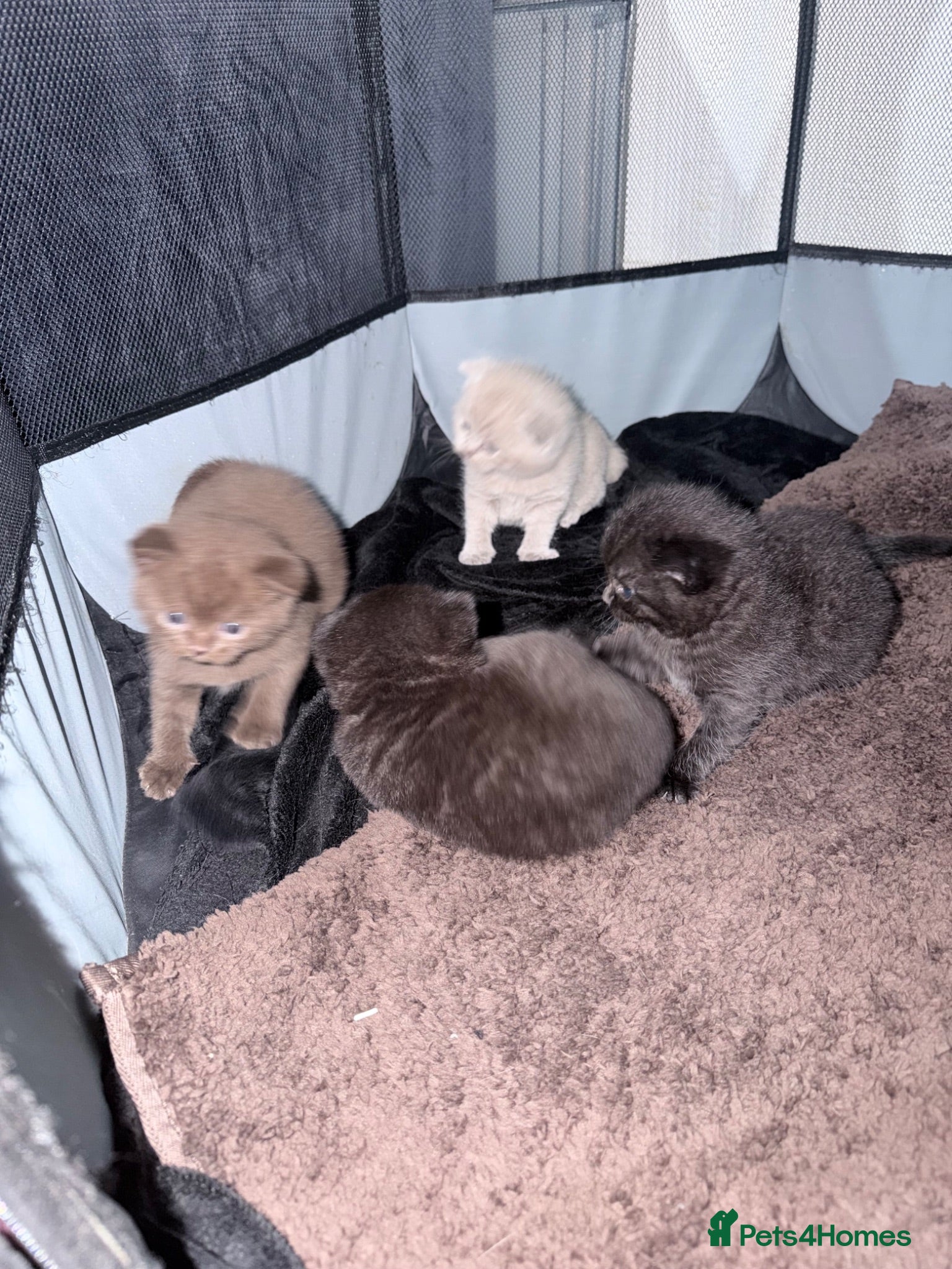 British Shorthair cats Beautiful 5 British shorthair kittens - Advert 2