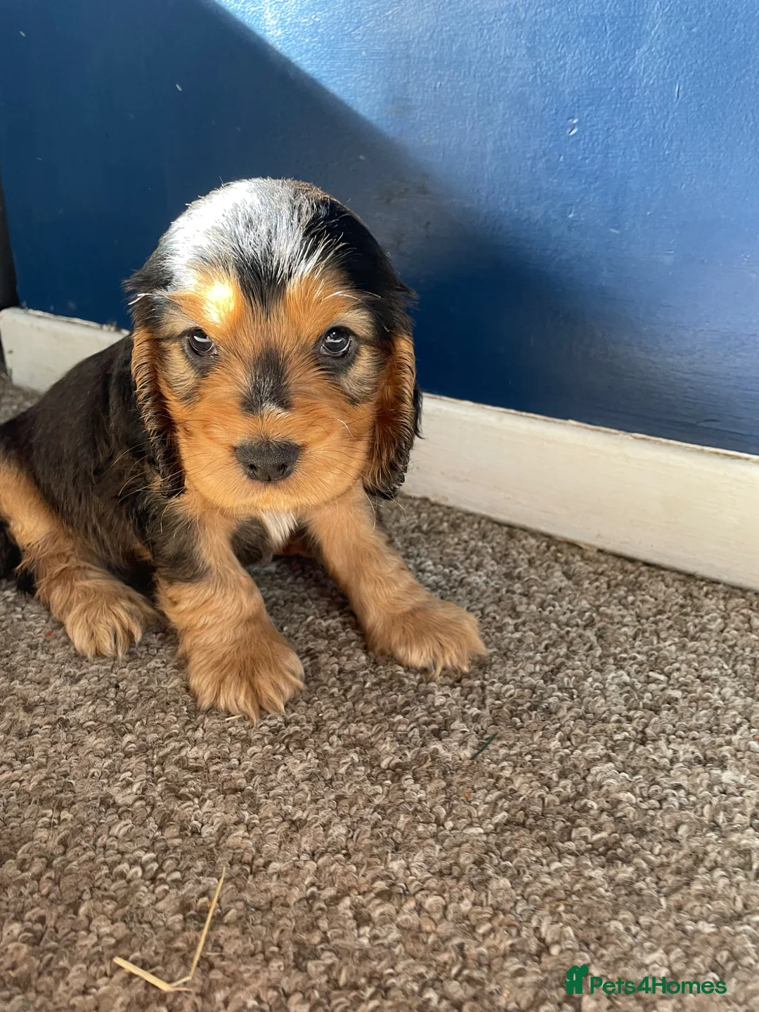 Cocker Spaniel dogs for sale: Stunning Show Cocker spaniels  - Advert 17