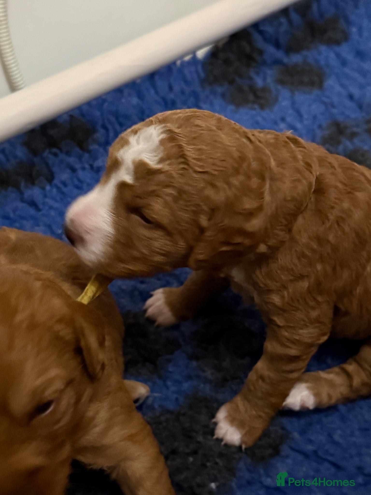 Australian Labradoodle dogs for sale: fully health tested Australian Labradoodles - Advert 1