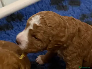 Australian Labradoodle dogs for sale: fully health tested Australian Labradoodles - Advert 1