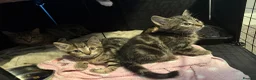 Domestic Shorthair cats for sale: 3 beautiful tabby kittens - Advert 9