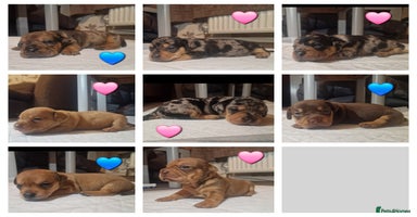 Mixed Breed dogs - Advert 1