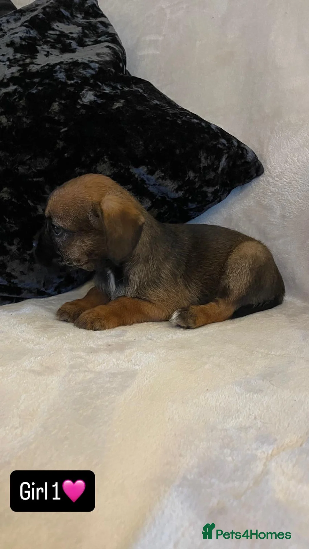 Border Terrier dogs for sale: Border terrier puppies - Advert 8