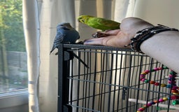 Budgerigars birds for sale: Male and Female - Image 2
